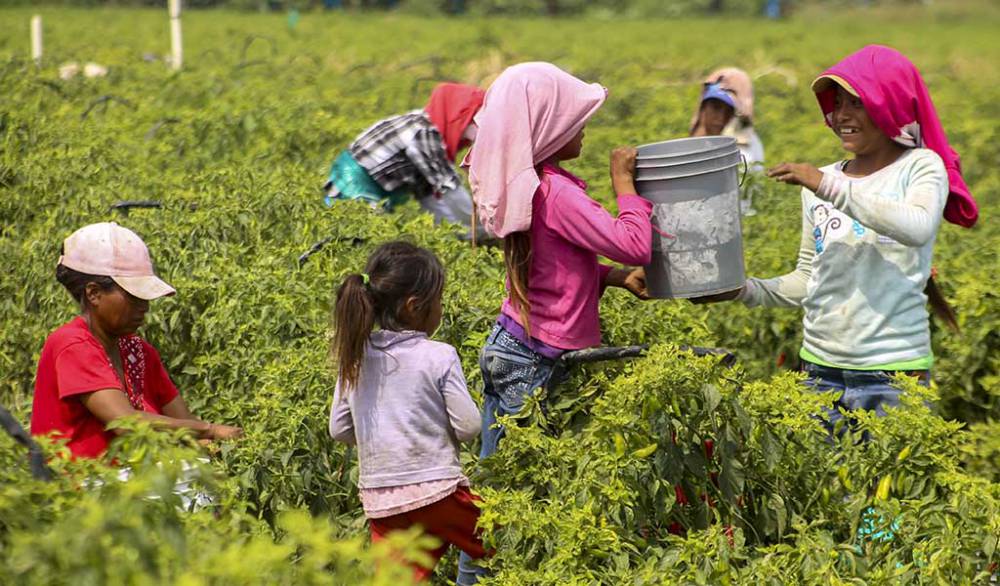 Niños jornaleros, los más afectados por falta de higiene