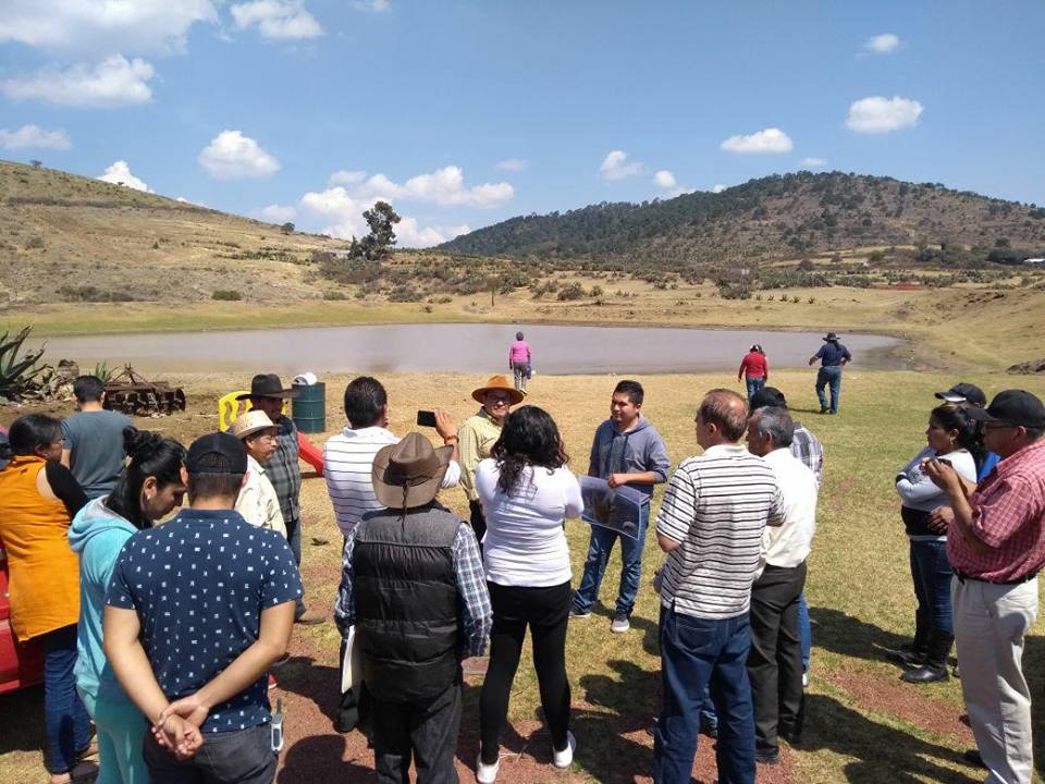 Habitantes de Tepetlaoxtoc buscan salvar Ajolotes de mineras del NAICM