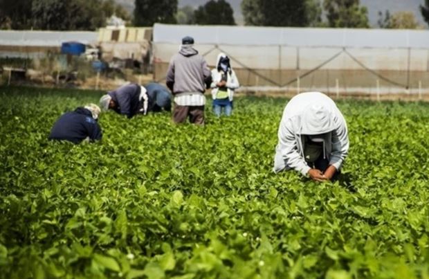 Jornaleros de Nayarit denuncian que no les pagaron el sueldo acordado, la mayoría mujeres