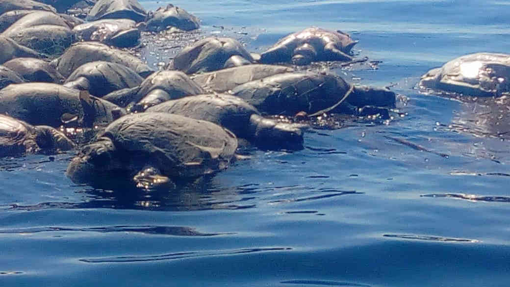 Hallan más de 300 tortugas muertas atrapadas en trasmallo de barco en costas de Oaxaca