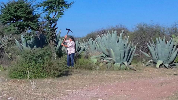 Alerta por ecocidio en Santa María de Gallardo (Aguascalientes)