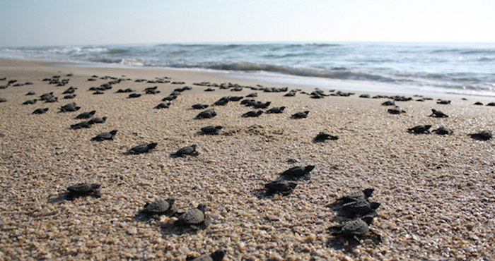 Vecinos de la playa Punta Arena, BCS, denuncian daño a santuario de tortugas por extracción de arena