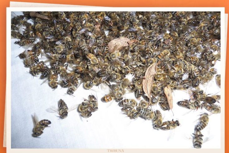 Reportan muerte de abejas durante fumigación de soya (Campeche)