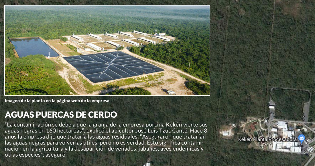Granja de cerdos en Yucatán contamina el agua de cenotes y afecta la producción de miel