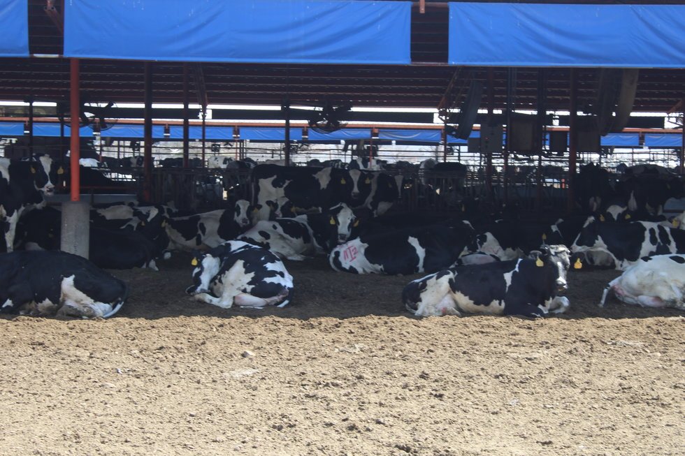 Un millón de toneladas de caca de vaca pone en riesgo a la Laguna (Durango)