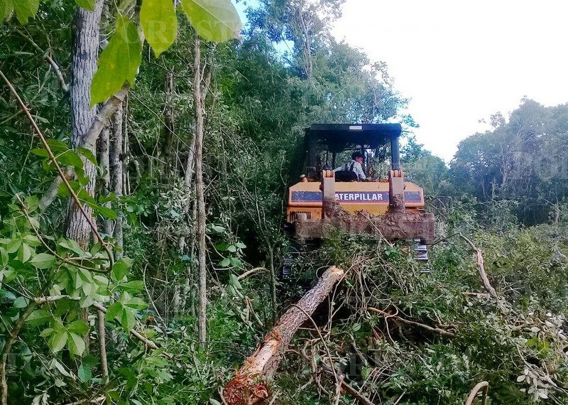 Alertan sobre nuevo ecocidio (Campeche)