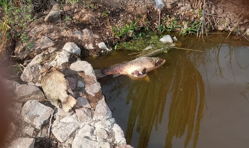 Ecocidio en la Huasteca…Contaminación del río Moctezuma (San Luis Potosí)