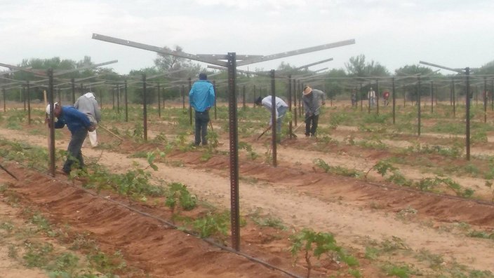 Un 90% de jornaleros agrícolas en la región no tienen Seguro Social (Sonora)