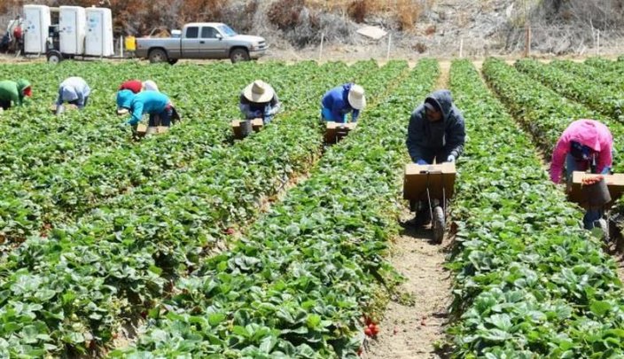 Sólo 7.5% de jornaleros agrícolas cuentan con seguridad social