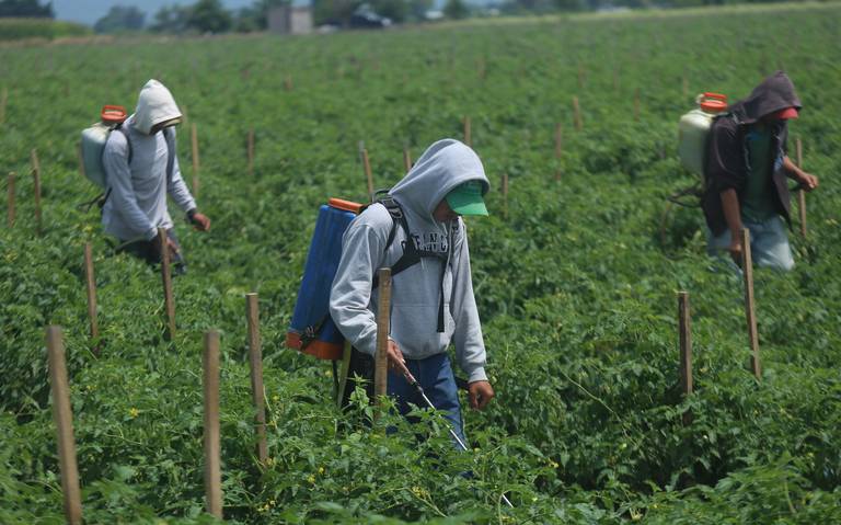 Jornaleros, entre pobreza y explotación (Michoacán)