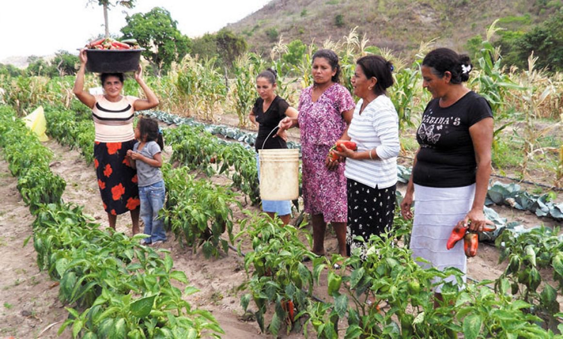 Agroquímicos, discreto daño colateral (Michoacán)