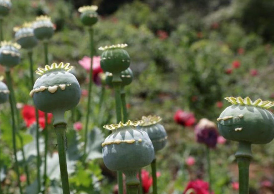 “Niños esclavos” sufren abusos de todo tipo en plantíos de droga