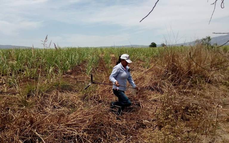 Exhuman 36 cuerpos de fosas clandestinas en Nayarit