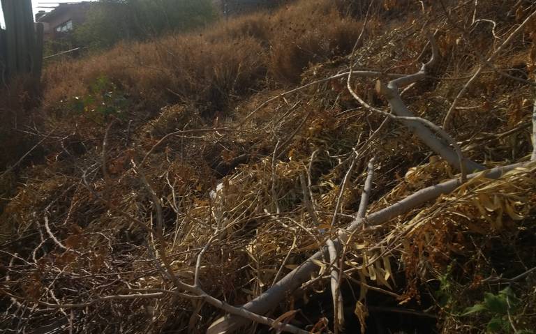 Denuncian habitantes de la 8 de diciembre que incendios son provocados (Querétaro)