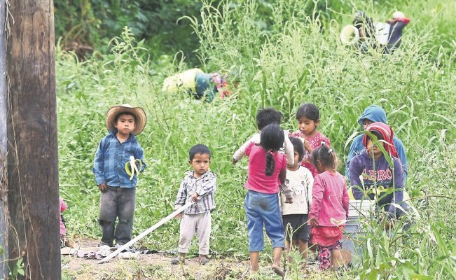 Niños jornaleros: 20 pesos diarios y apenas van a clases (Michoacán)