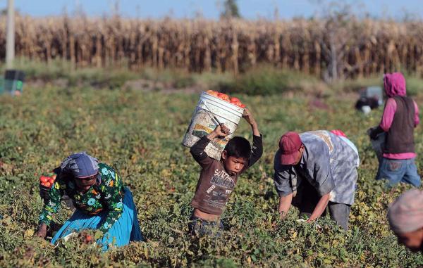 Oaxaca, principal exportador de niños Jornaleros agrícolas analfabetas, laboran en condiciones de alto riesgo de salud y prohibidas