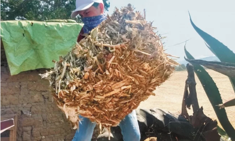 Detectan aumento de trabajo infantil en Hidalgo