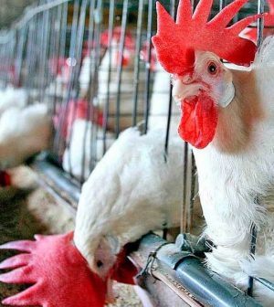 Granjas avícolas generan contaminación y despojos de tierras en Cedral (San Luis Potosí)