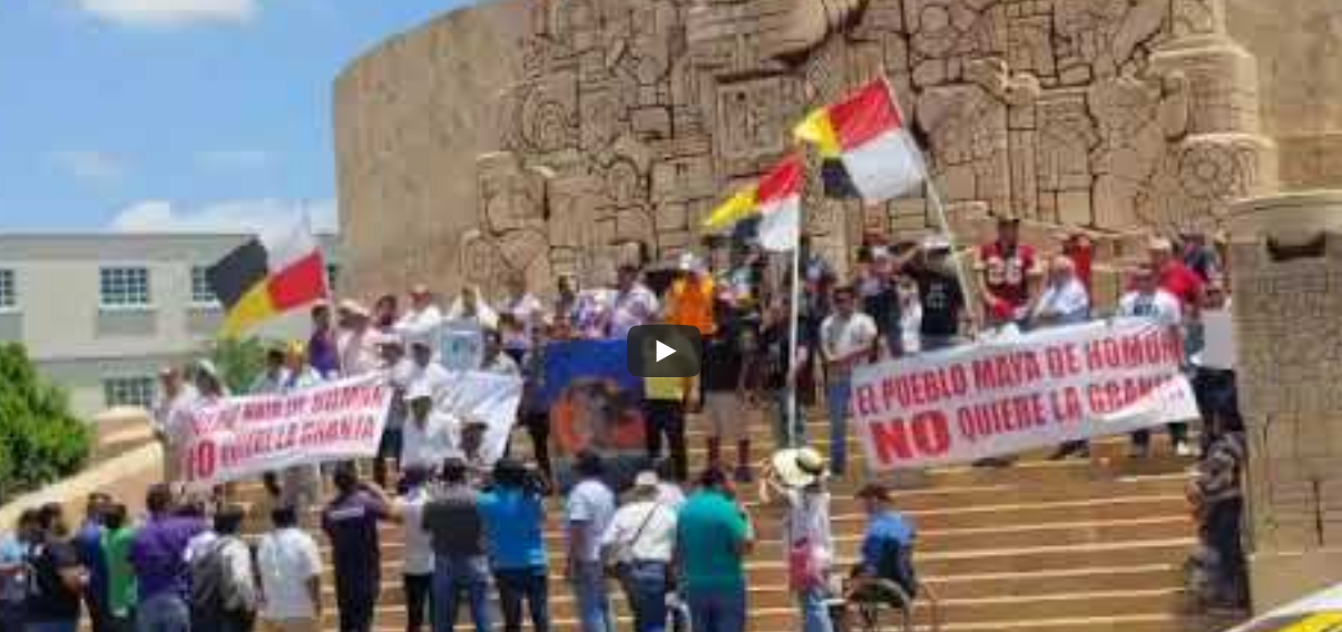 Vídeo Rechazan de nueva cuenta mega granja de cerdos en Homún y mega granjas de cerdos en Yucatán