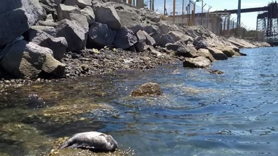 Derrame de ácido en Guaymas provocará muerte de fauna y flora en Mar de Cortés: Investigador (Sonora)