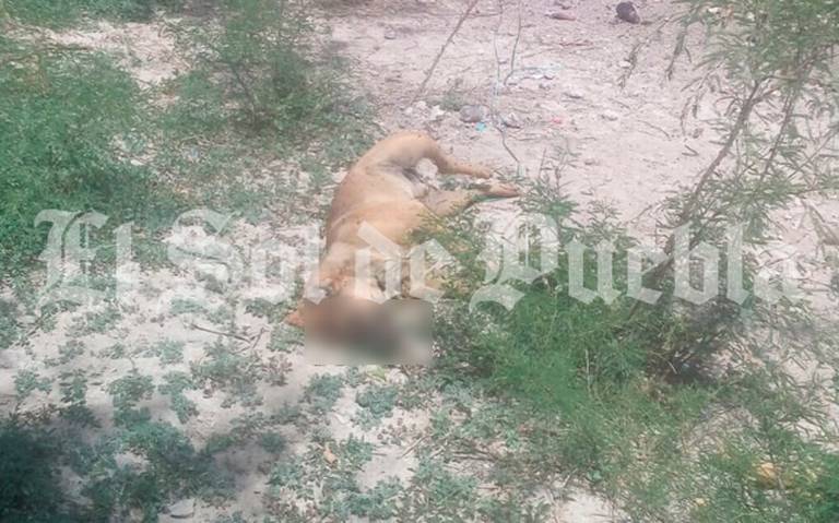 Acusan envenenamiento masivo de perros en centro de Altepexi (Puebla)