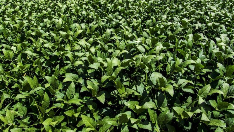Corte tira decreto que prohíbe siembra de ‘transgénicos’ en Yucatán