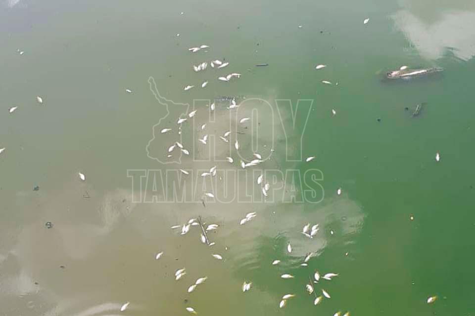 Alarmante mortandad de peces en canal de Reynosa (Tamaulipas)