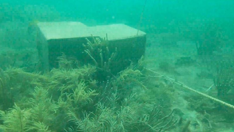 Barrera ‘antisargazo’ daña arrecife en Puerto Morelos (Quintana Roo)