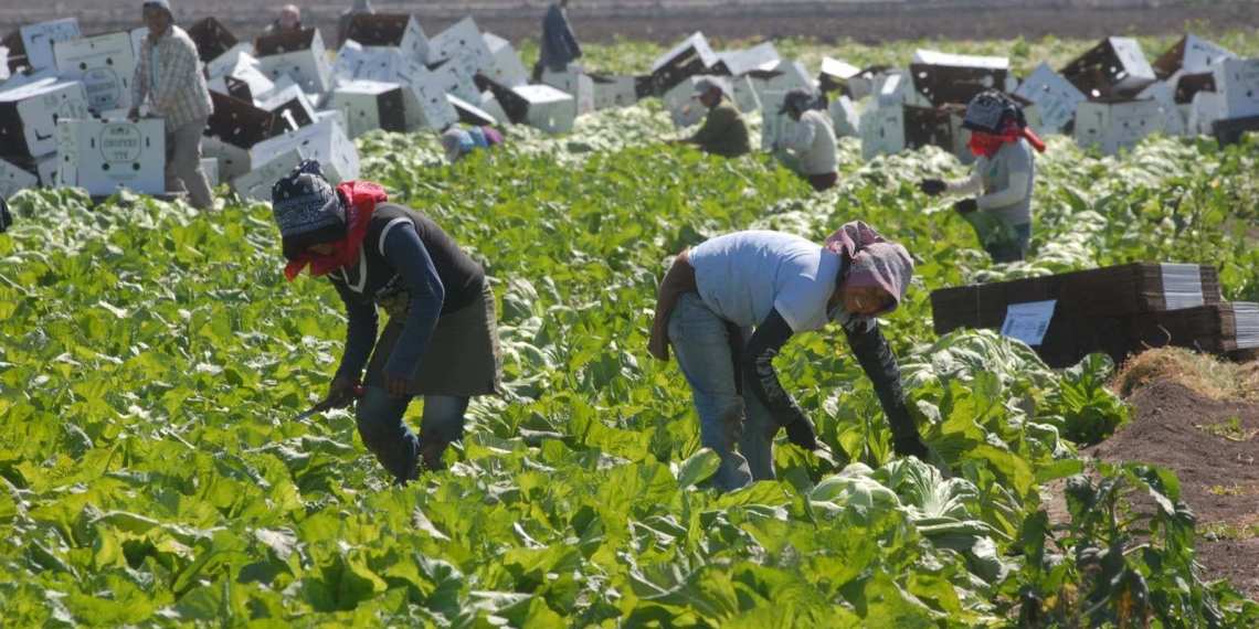 Autoridades, incapaces de proteger a jornaleros en SLP: activista