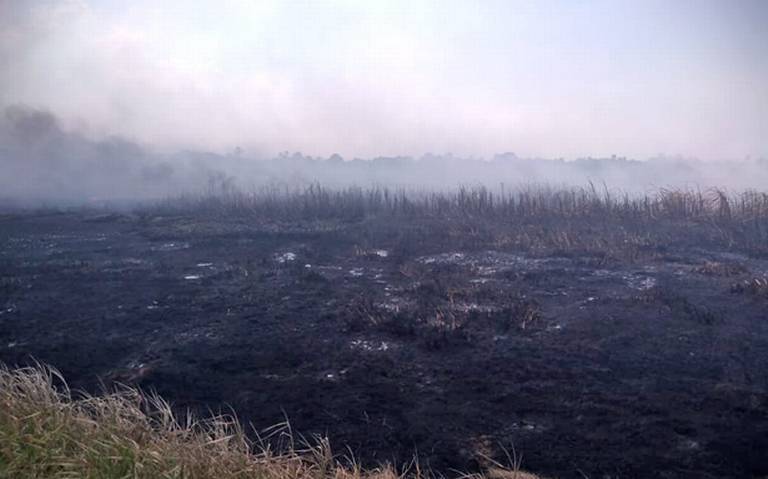 Flora y fauna, exterminadas (Tabasco)