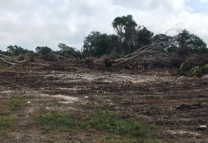 Destruyen la selva de Bacalar para entrar a “Sembrando vida”