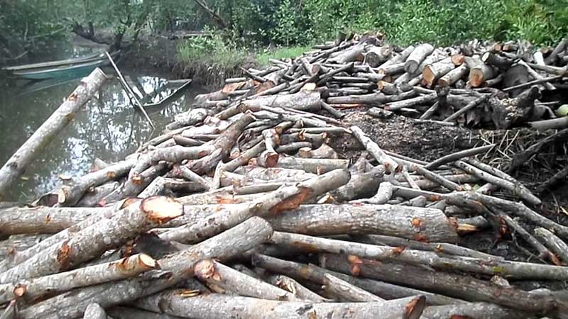 Acusan de ecocida a Gloria Núñez (Nayarit)