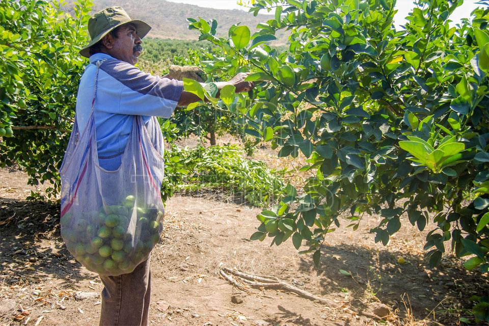 En riesgo 300 mil toneladas de cítricos de Tamaulipas