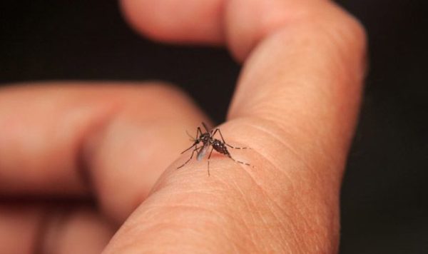El dinero para el dengue en Jalisco voló y se quedó sin prevención y atención