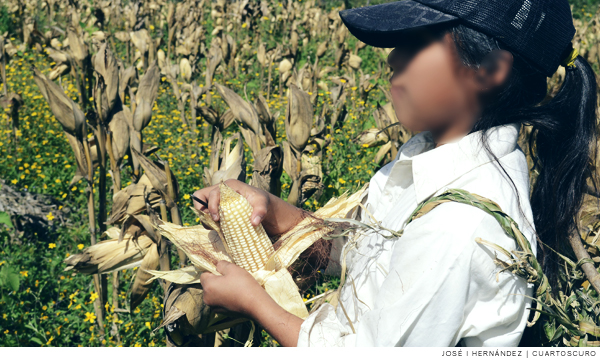 Niños jornaleros en Sinaloa, en riesgo de muerte: hasta 12 fallecen cada temporada