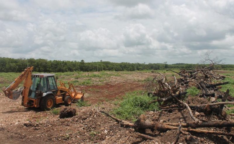 Quintana Roo: Sembrando Vida destruye 10 mil hectáreas de selva