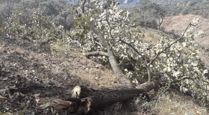 Exigen comunidades indígenas a Peña Colorada frenar tala de árboles (Colima)