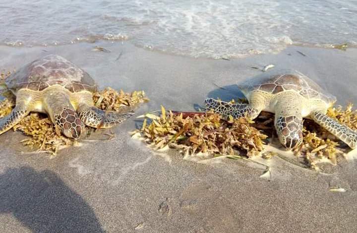 Tortugas marinas aparecen muertas en costas de Alvarado (Veracruz)