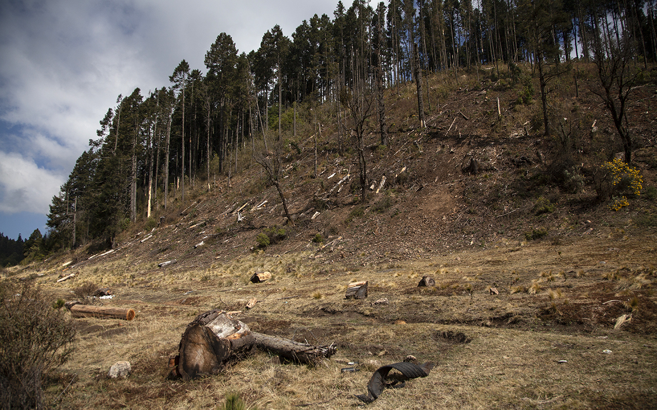 Tala en los bosques de Ocuilan: a punta de armas largas y con toda impunidad