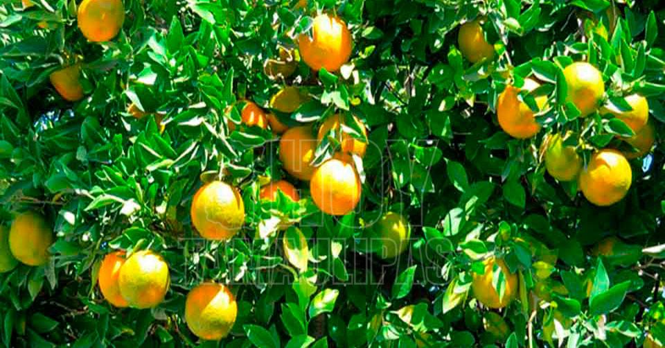 Buscan productores de Tamaulipas donde acomodar su naranja