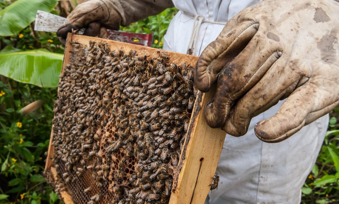 Desaparece el 50% de abejas  (San Luis Potosí)