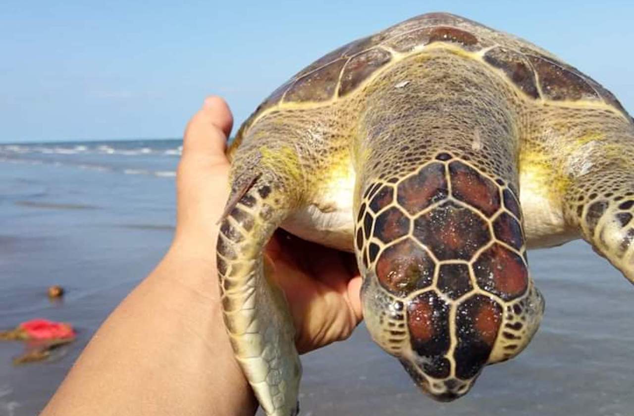 Exigen investigar muerte de tortugas en zona costera de Veracruz