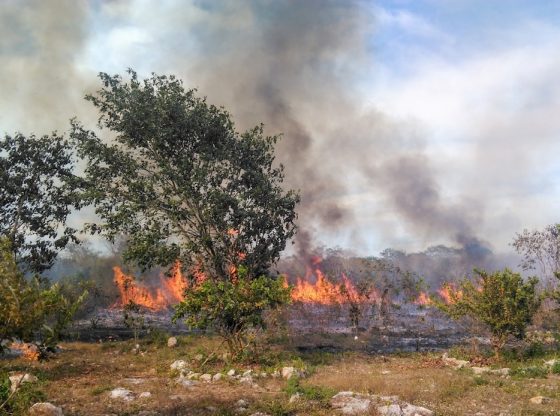 Urge atender incendios en selvas mayas; abejas se quedan sin hogar