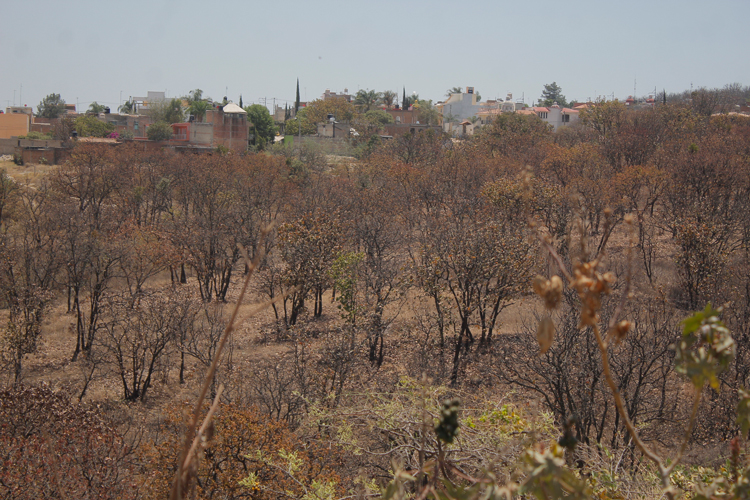 Denuncian tala ilegal en el bosque Nixticuil (Jalisco)