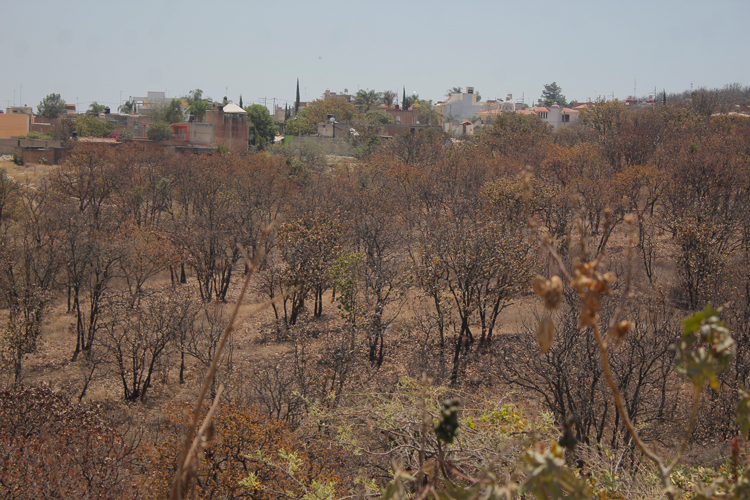 Denuncian tala ilegal en el bosque Nixticuil (Jalisco)