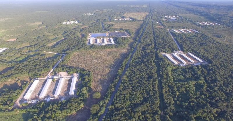 Espacios naturales ocupados y agua contaminada: las irregularidades de las granjas porcícolas en Yucatán