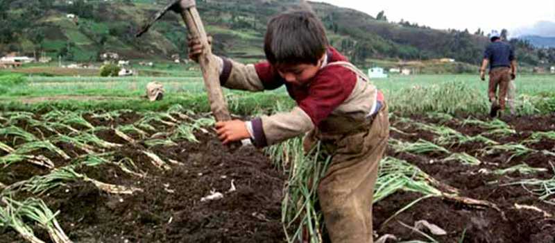 20 mil niños trabajan en Colima; 56% en actividades peligrosas