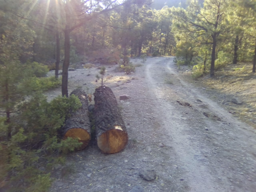 Aprovechan contingencia para tala ilegal en la sierra (Chihuahua)