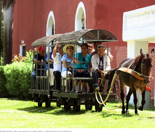 La reserva ecológica Cuxtal quedará ”desprotegida”. Advierten sobre fuerte afectación por el Tren Maya