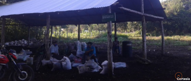 “No queremos ser esclavizados en nuestras tierras“ denuncian a Sembrando Vida  en Yucatán